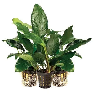 Assorted Anubias