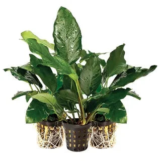 Assorted Anubias