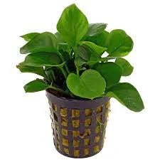 Assorted Anubias