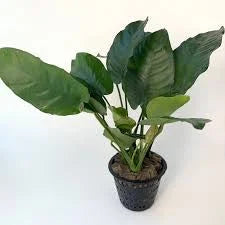 Assorted Anubias