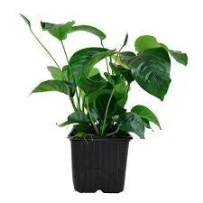 Assorted Anubias