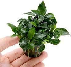 Assorted Anubias