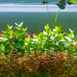 Bacopa Amplexicaulis 'Giant Red'