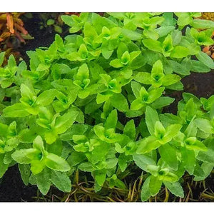 Bacopa Amplexicaulis 'Giant Red'