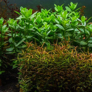 Bacopa Amplexicaulis 'Giant Red'