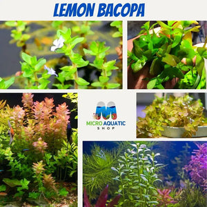 Bacopa Caroliniana - Lemon Bacopa