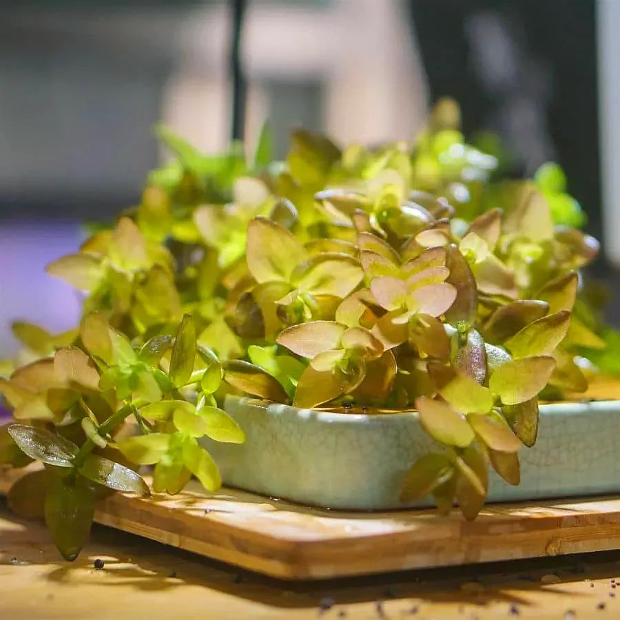 Bacopa Caroliniana - Lemon Bacopa