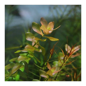 Bacopa Caroliniana - Lemon Bacopa