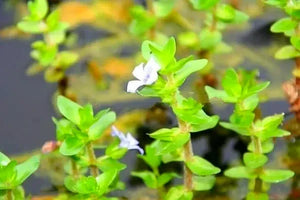 Bacopa Caroliniana - Lemon Bacopa