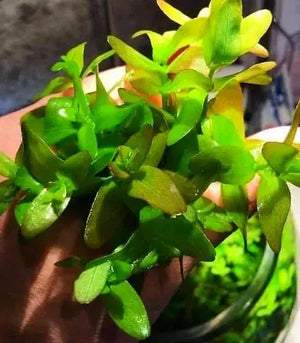 Bacopa Caroliniana - Lemon Bacopa