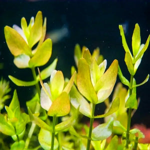 Bacopa Caroliniana - Lemon Bacopa