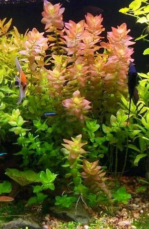 Bacopa Caroliniana - Lemon Bacopa