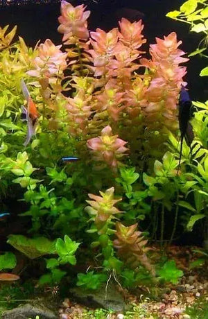 Bacopa Caroliniana - Lemon Bacopa