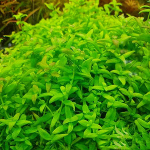 Bacopa Monnieri - Bacopa Japan