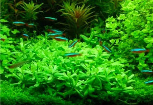 Bacopa Monnieri - Bacopa Japan