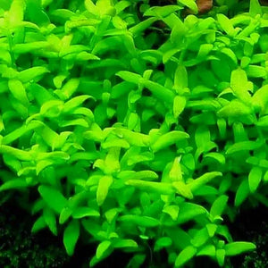 Bacopa Monnieri - Bacopa Japan