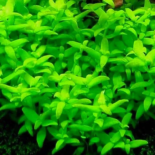 Bacopa Monnieri - Bacopa Japan