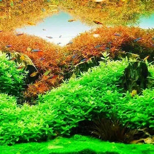 Bacopa Monnieri - Bacopa Japan