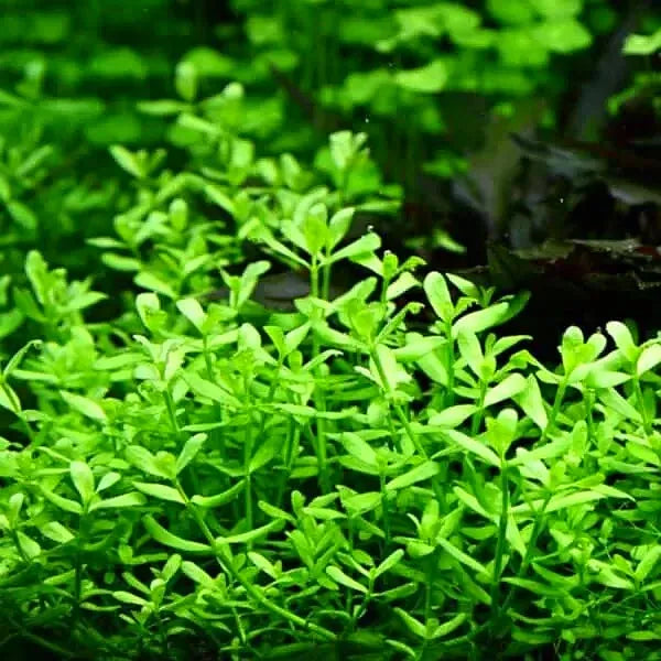 Bacopa Monnieri - Bacopa Japan