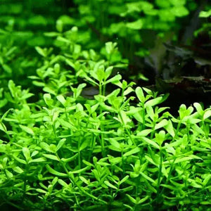 Bacopa Monnieri - Bacopa Japan