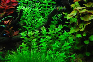 Bacopa Monnieri - Bacopa Japan