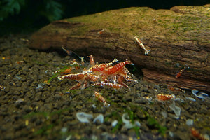 Red Galaxy Fish Bone - Low Grade