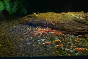 Red Galaxy Fish Bone - Low Grade