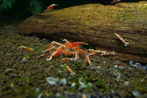 Red Galaxy Fish Bone - Low Grade