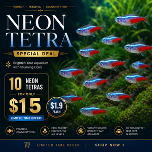 Neon Tetra Special Deal – 10 Neon Tetras for Only $15 Micro Aquatic Shop