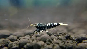 Black galaxy shrimp