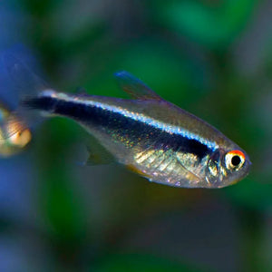 Black Neon Tetra