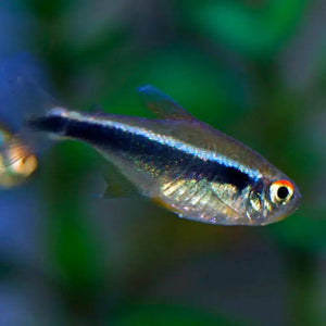 Black Neon Tetra