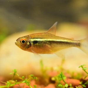 Black Neon Tetra