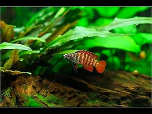 Black Tiger Badis (Dario sp. “Myanmar”)
