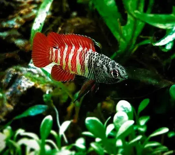Black Tiger Badis (Dario sp. “Myanmar”)