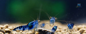 Blue Calceo - Blue Dragon Caridina Shrimp