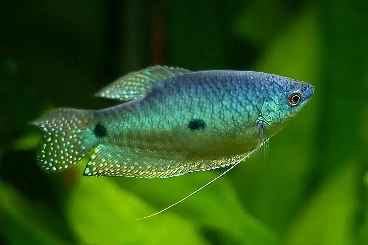 Blue Gourami 5cm