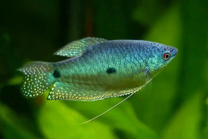 Blue Gourami 5cm