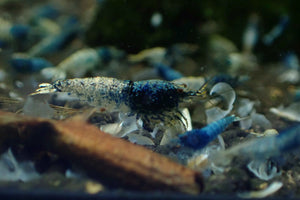 Blue Steel Shrimp