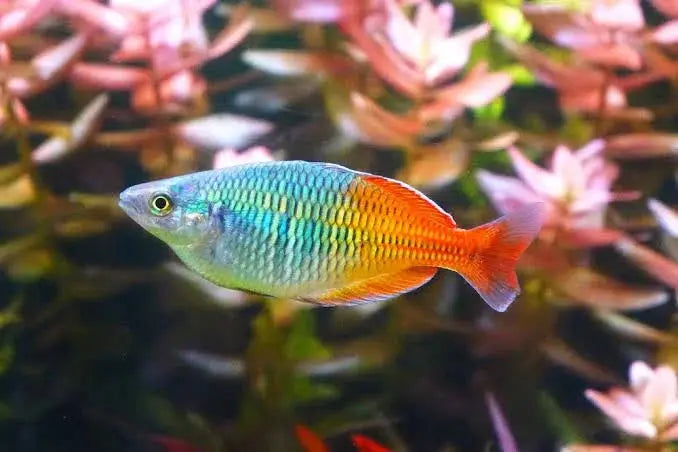 Boesemani Rainbow (Melanotaenia boesemani ) 3-4 cm