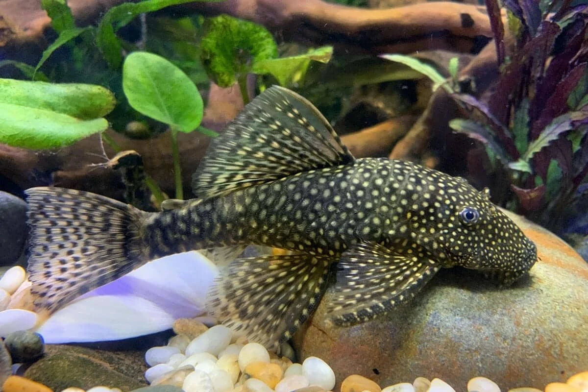 Common Bristlenose Catfish