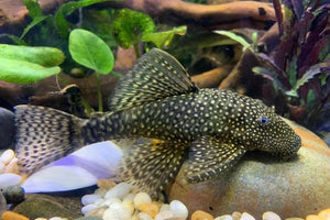 Common Bristlenose Catfish