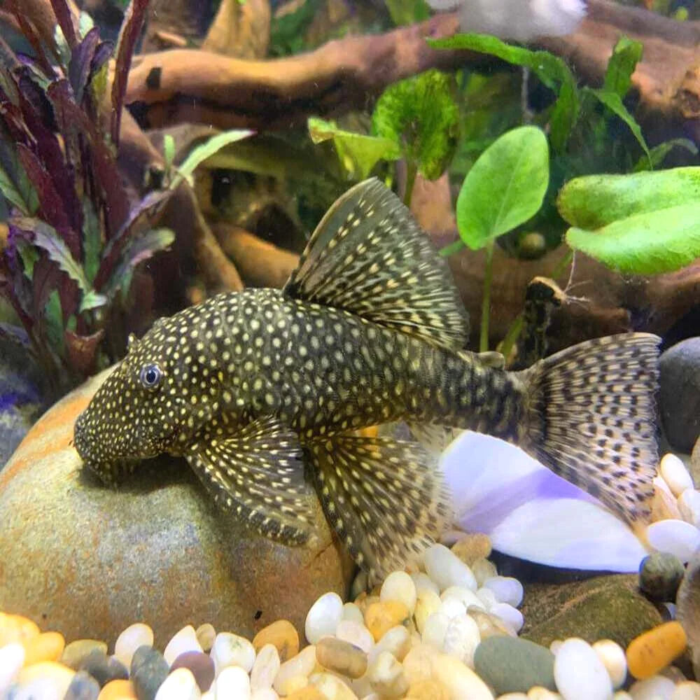 Common Bristlenose Catfish