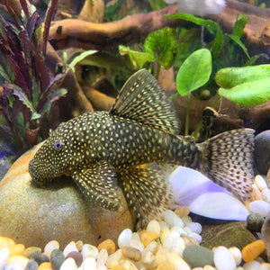 Common Bristlenose Catfish