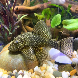 Common Bristlenose Catfish