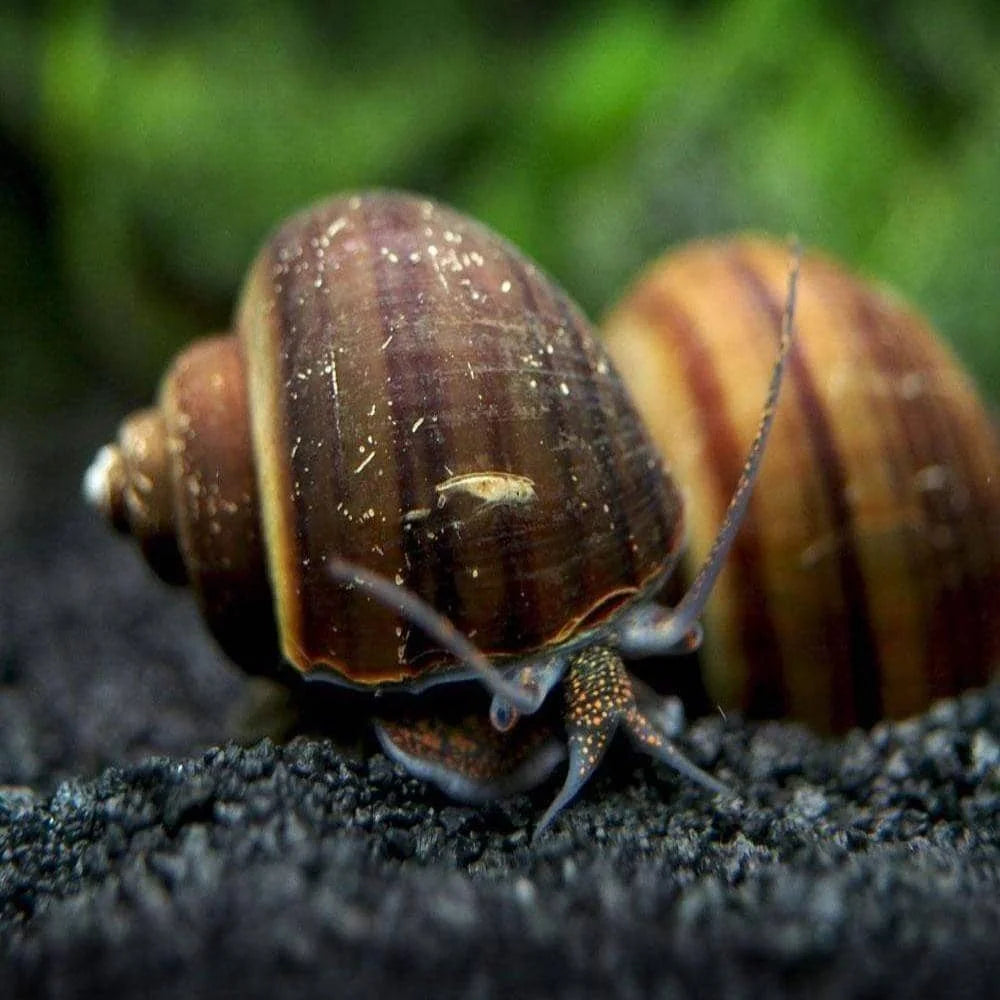 Brown/Black Mystery Snail