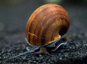 Brown/Black Mystery Snail