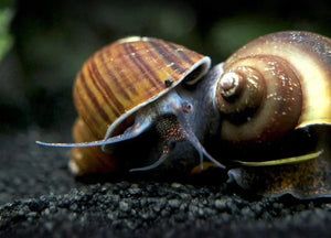 Brown/Black Mystery Snail