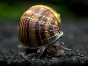 Brown/Black Mystery Snail