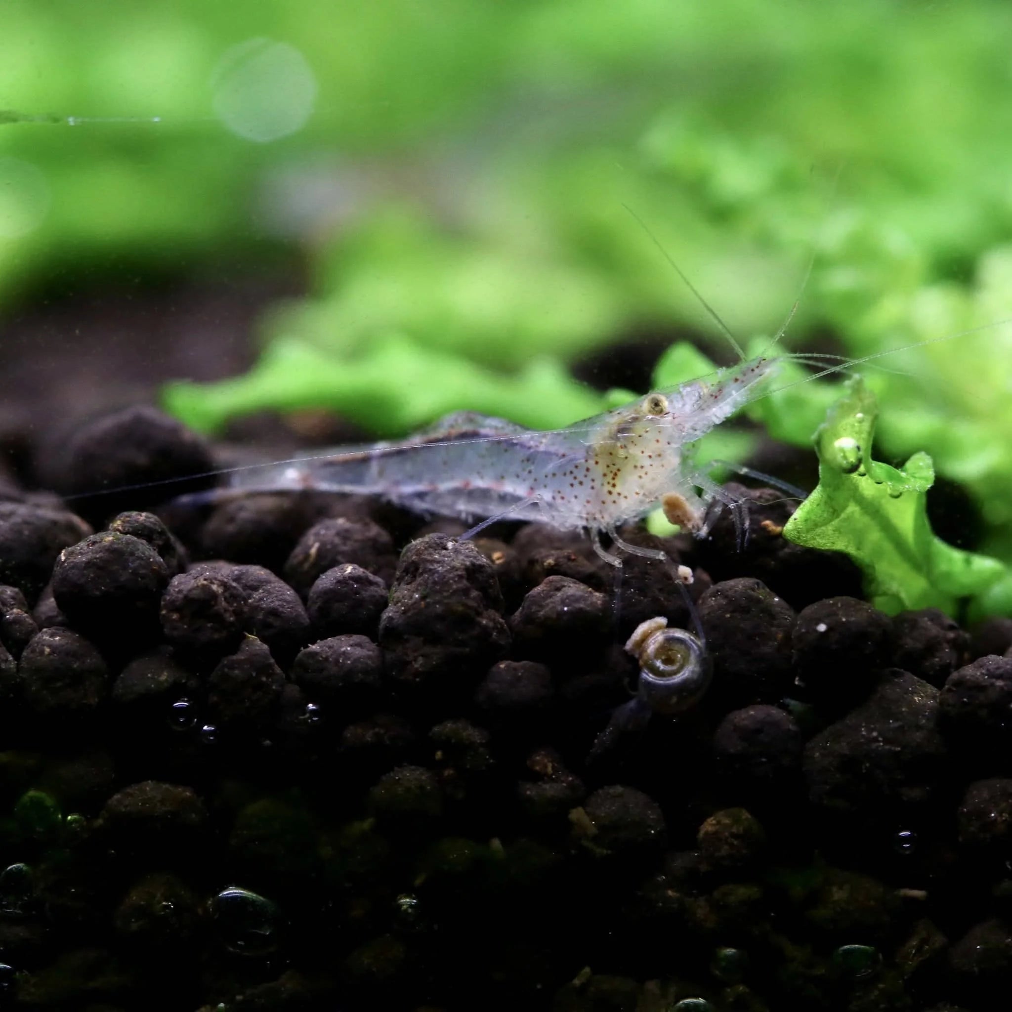Caridinides wilkinsi 'Calman' (CWC - Algae eaters)
